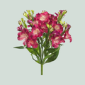 Alstroemeria Noa (10 Stems)