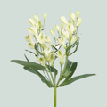 Alstroemeria White Pearls (10 Stems)