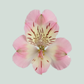 Alstroemeria Wonder Sweet (10 Stems)