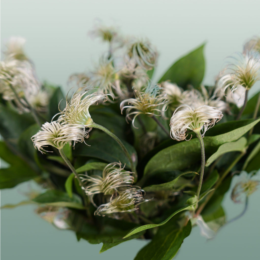 Clematis Amazing Kibo (10 Stems)