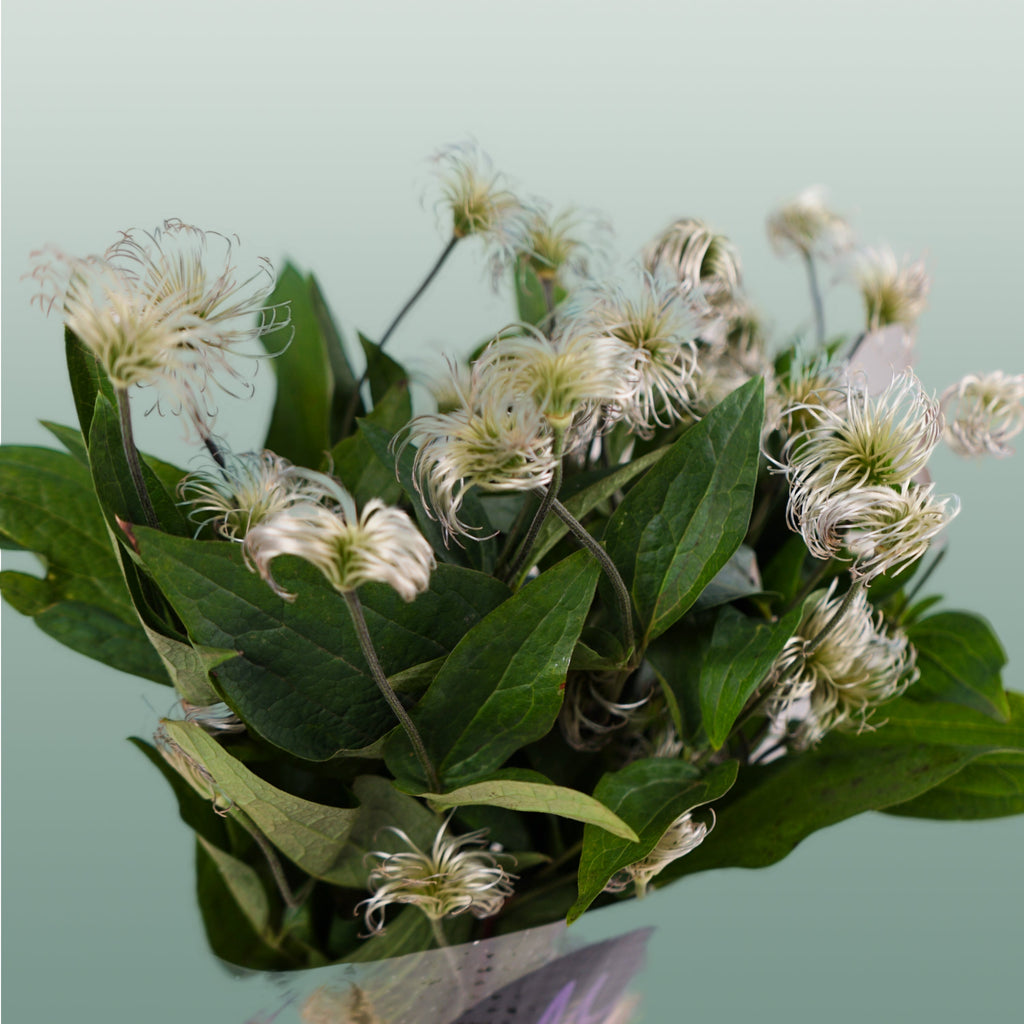 Clematis Amazing Kibo (10 Stems)