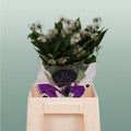 Clematis Amazing Kibo (10 Stems)