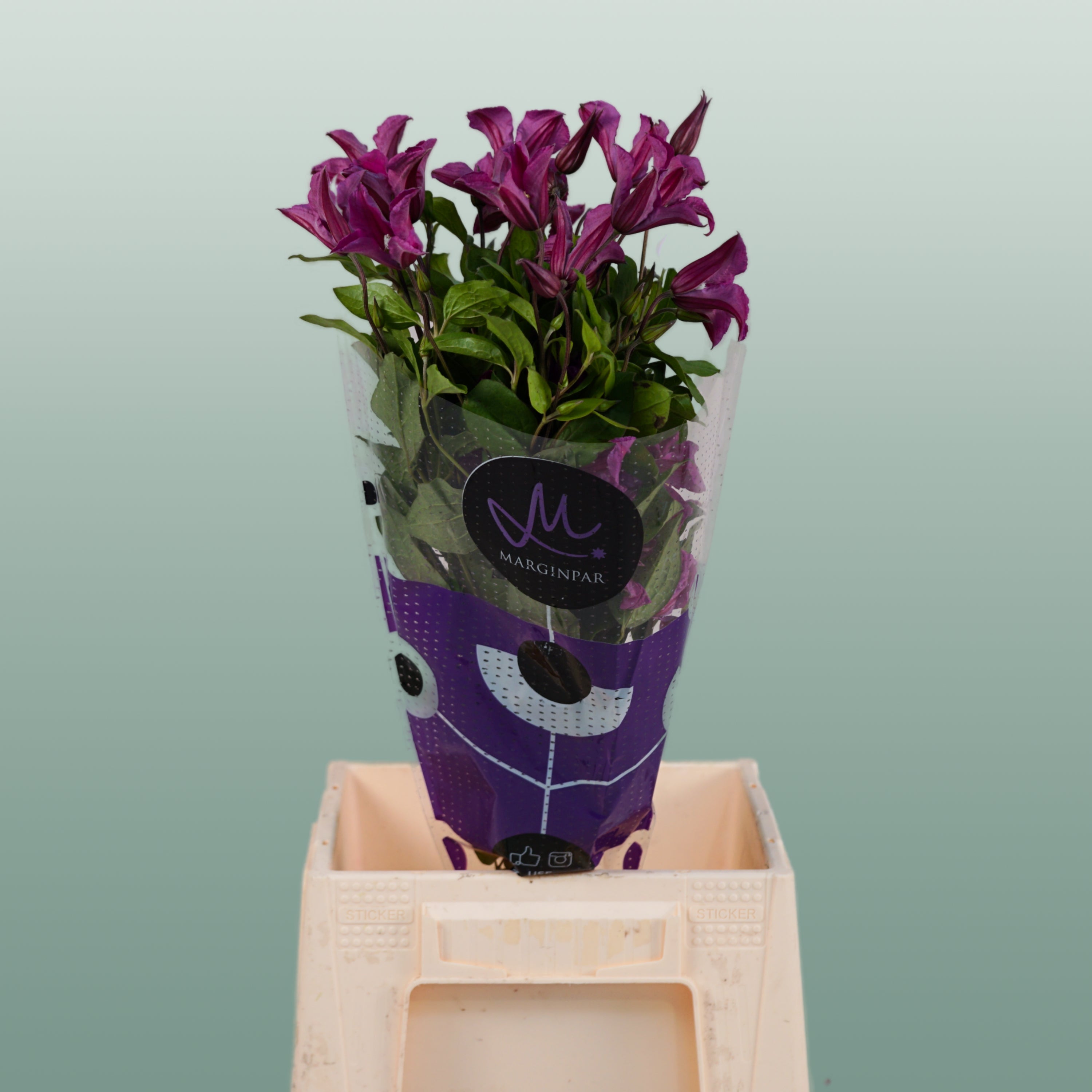 Clematis Amazing Kyiv (10 Stems)