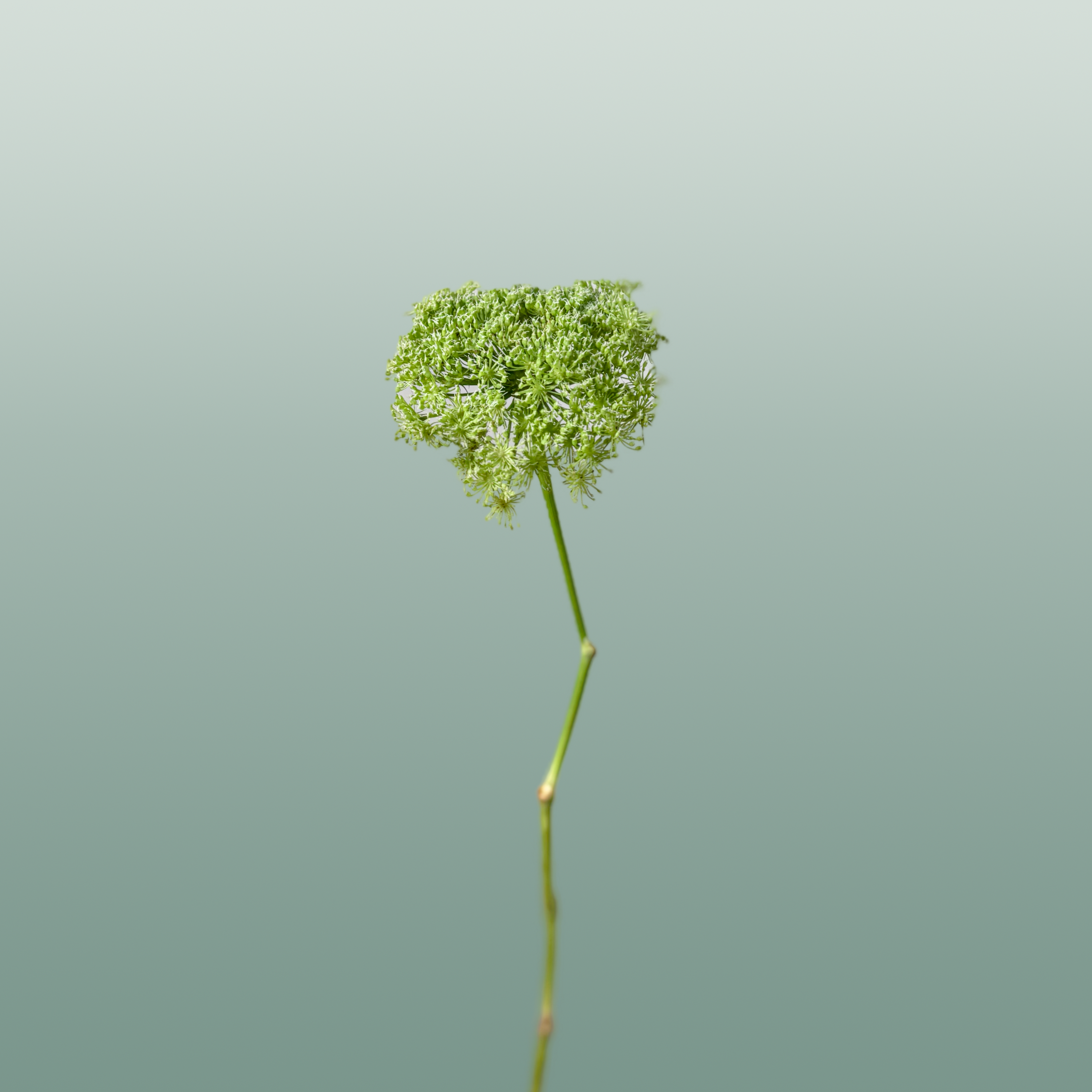 Ammi Green Mist (Dill)