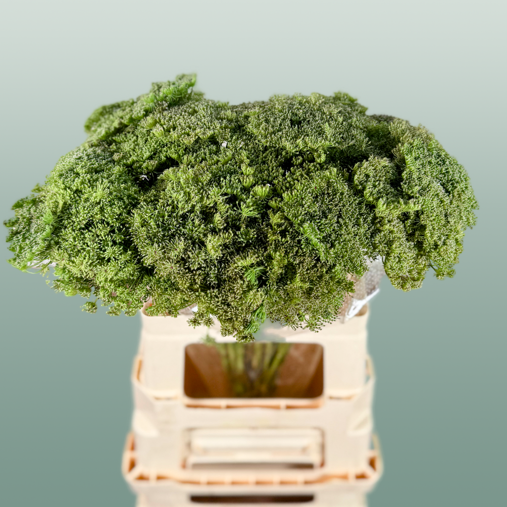Ammi Green Mist (Dill)