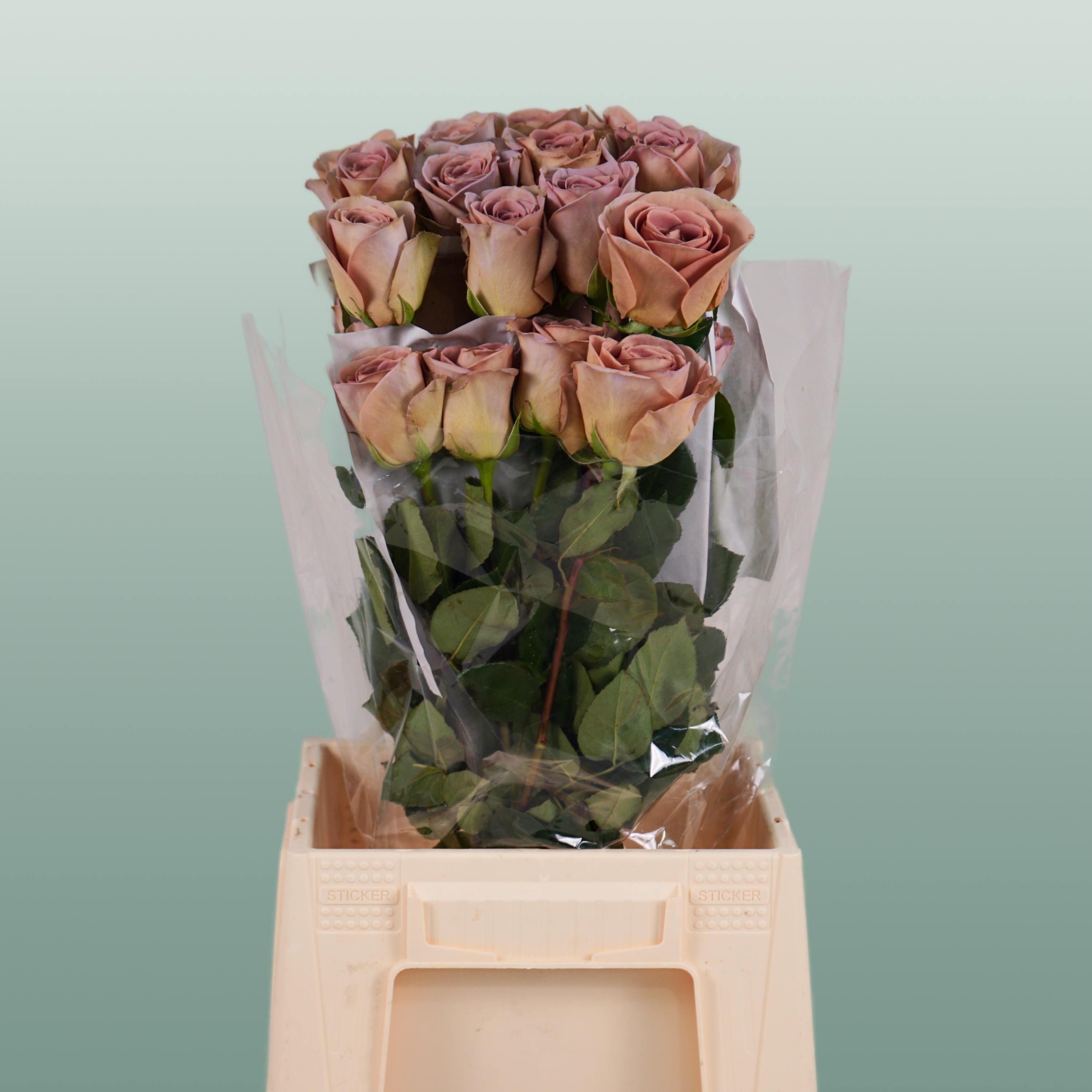 Rose Amnesia Ecuadorian (25 Stems)