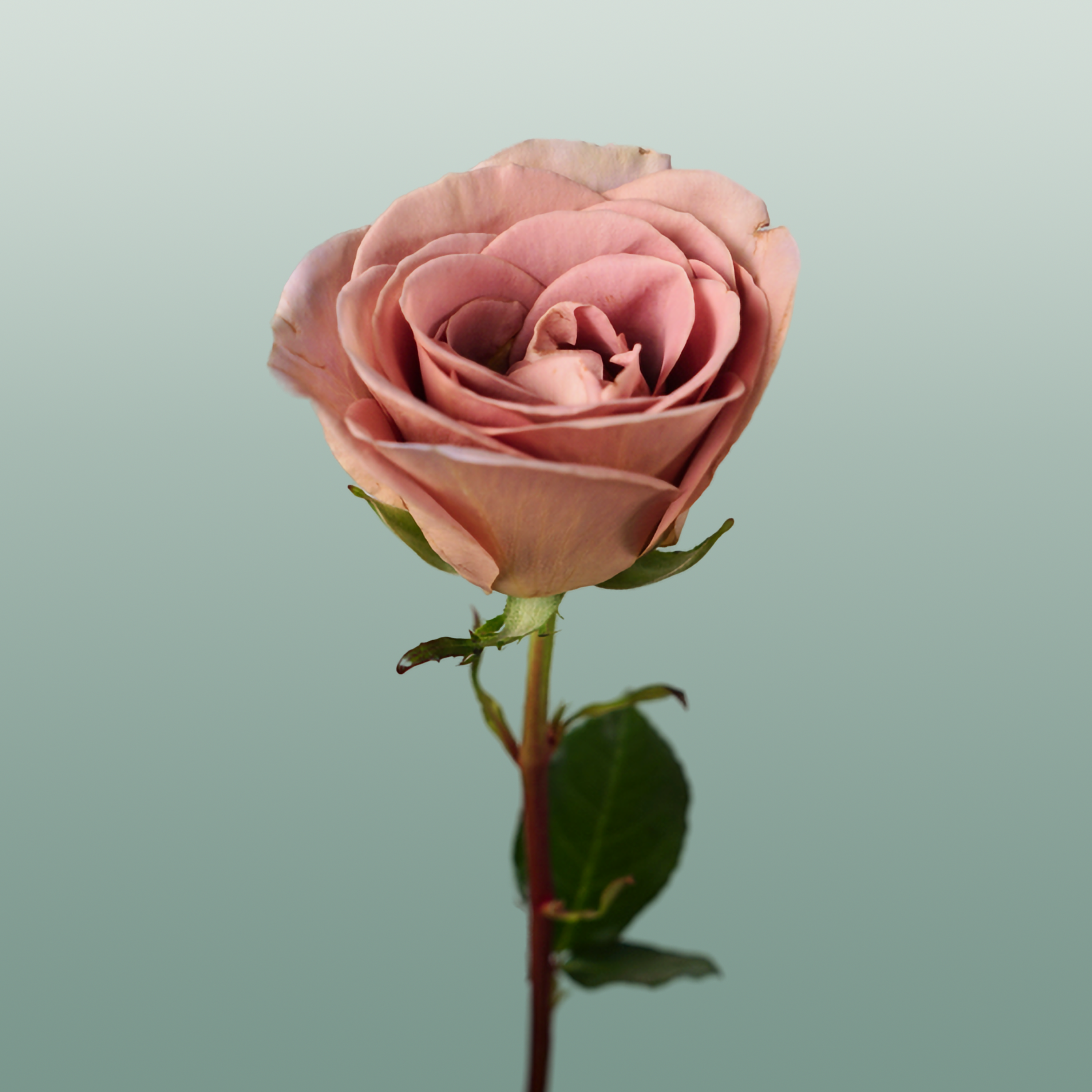 Rose Amnesia Ecuadorian (25 Stems)