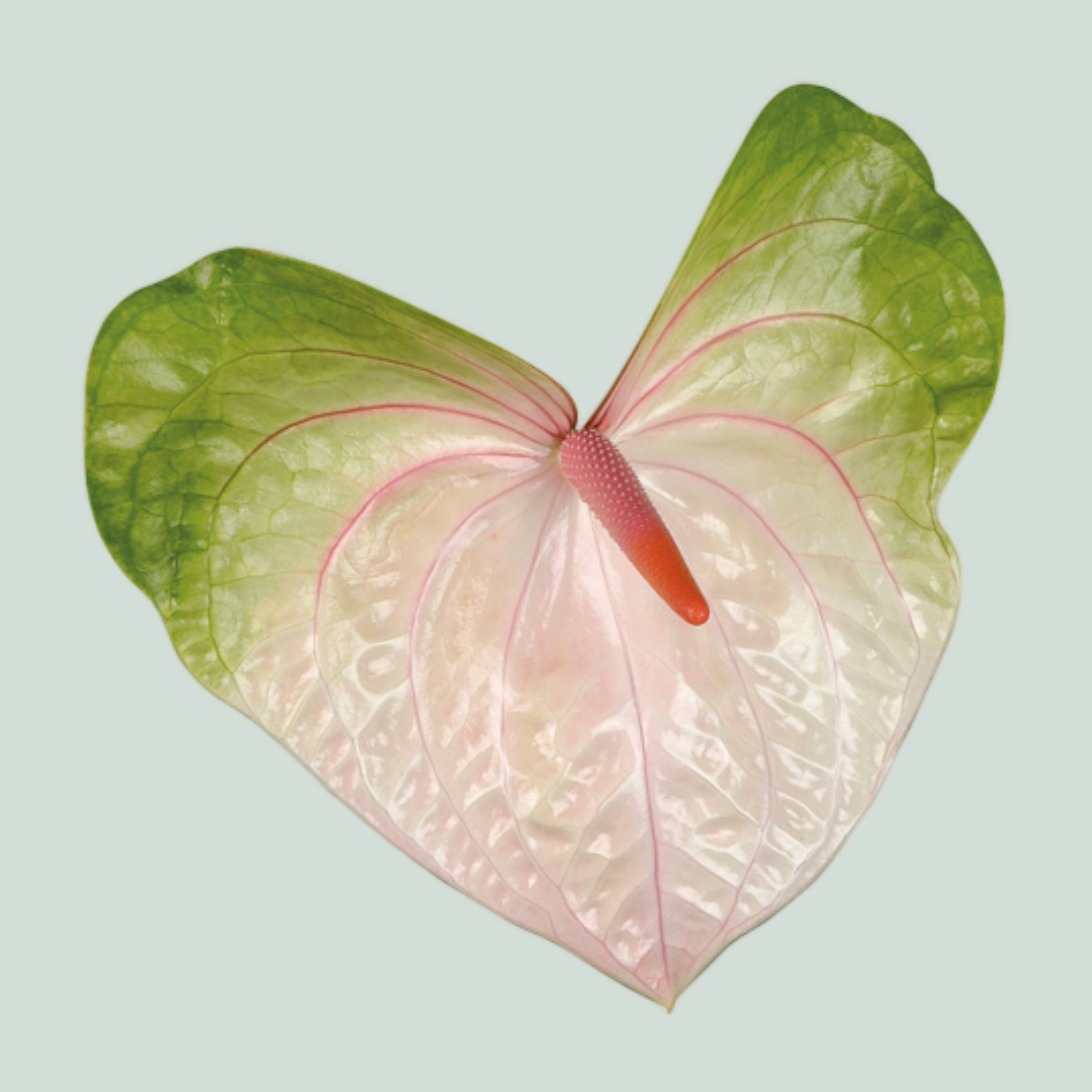 Anthurium Acura