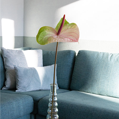 Anthurium Acura