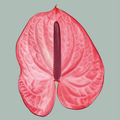 Anthurium Candy
