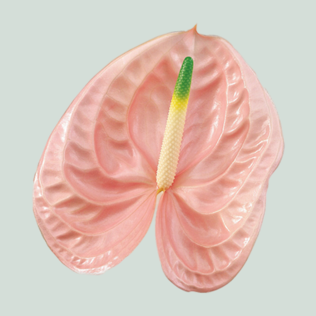 Anthurium Cheers