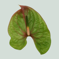 Anthurium Elixer