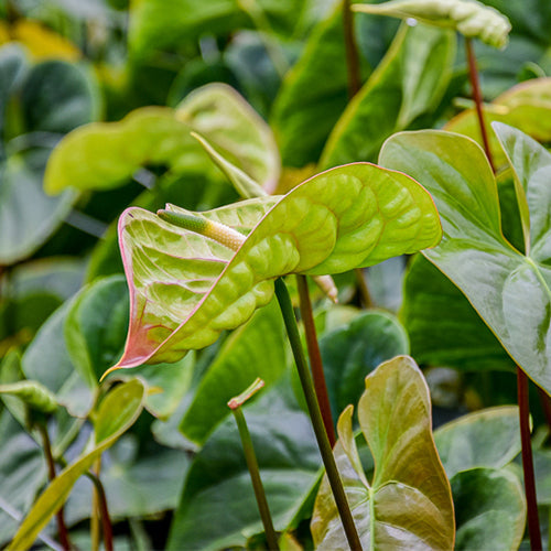 Anthurium Elixer