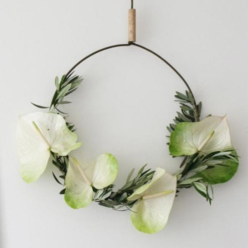 Anthurium Grace