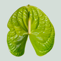 Anthurium Grand Slam