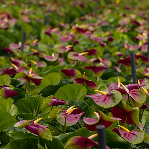 Anthurium Jumbo