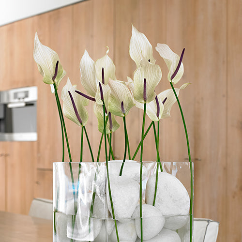 Anthurium Lumina