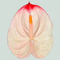 Anthurium Lybra