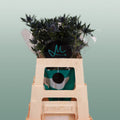 Eryngium Orion Questar (Thistle)