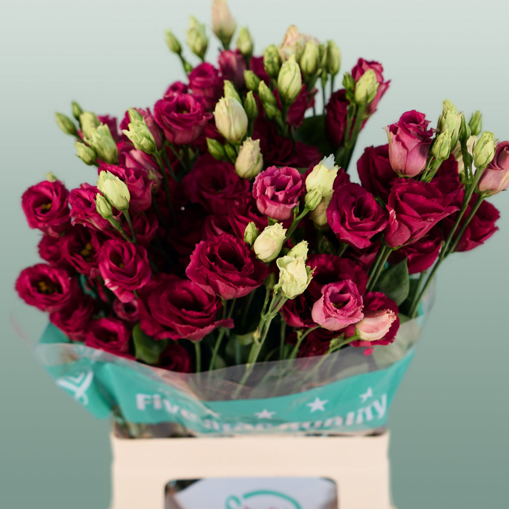 Eustoma Arosa Red (10 Stems)