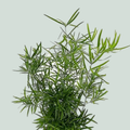 GR Asparagus Falcatus