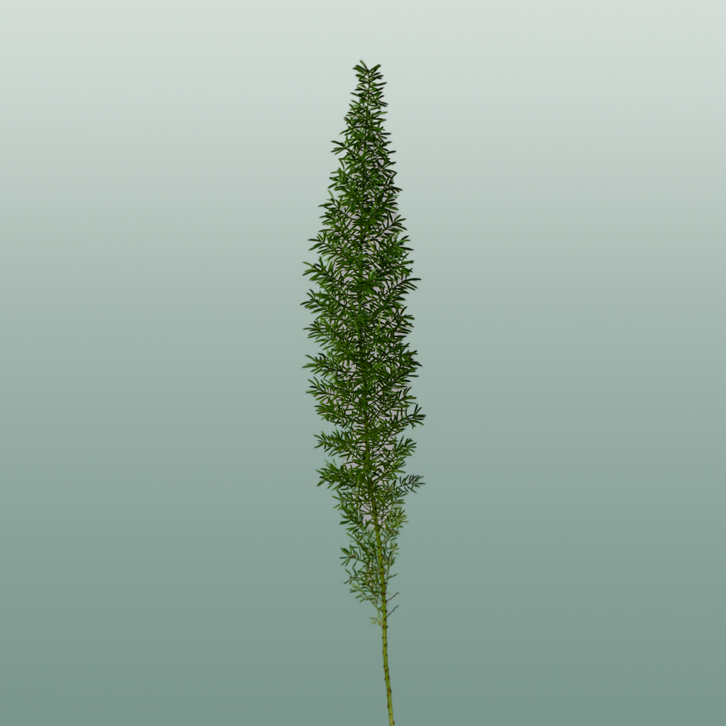 GR Asparagus Myers