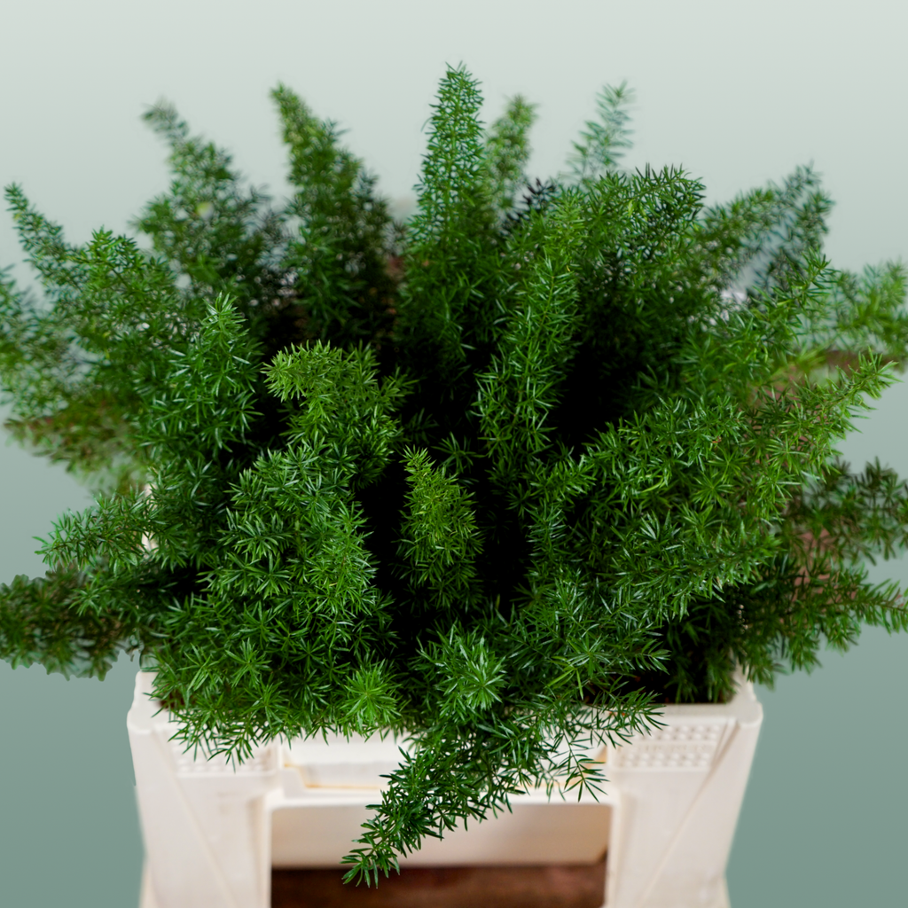 GR Asparagus Myers