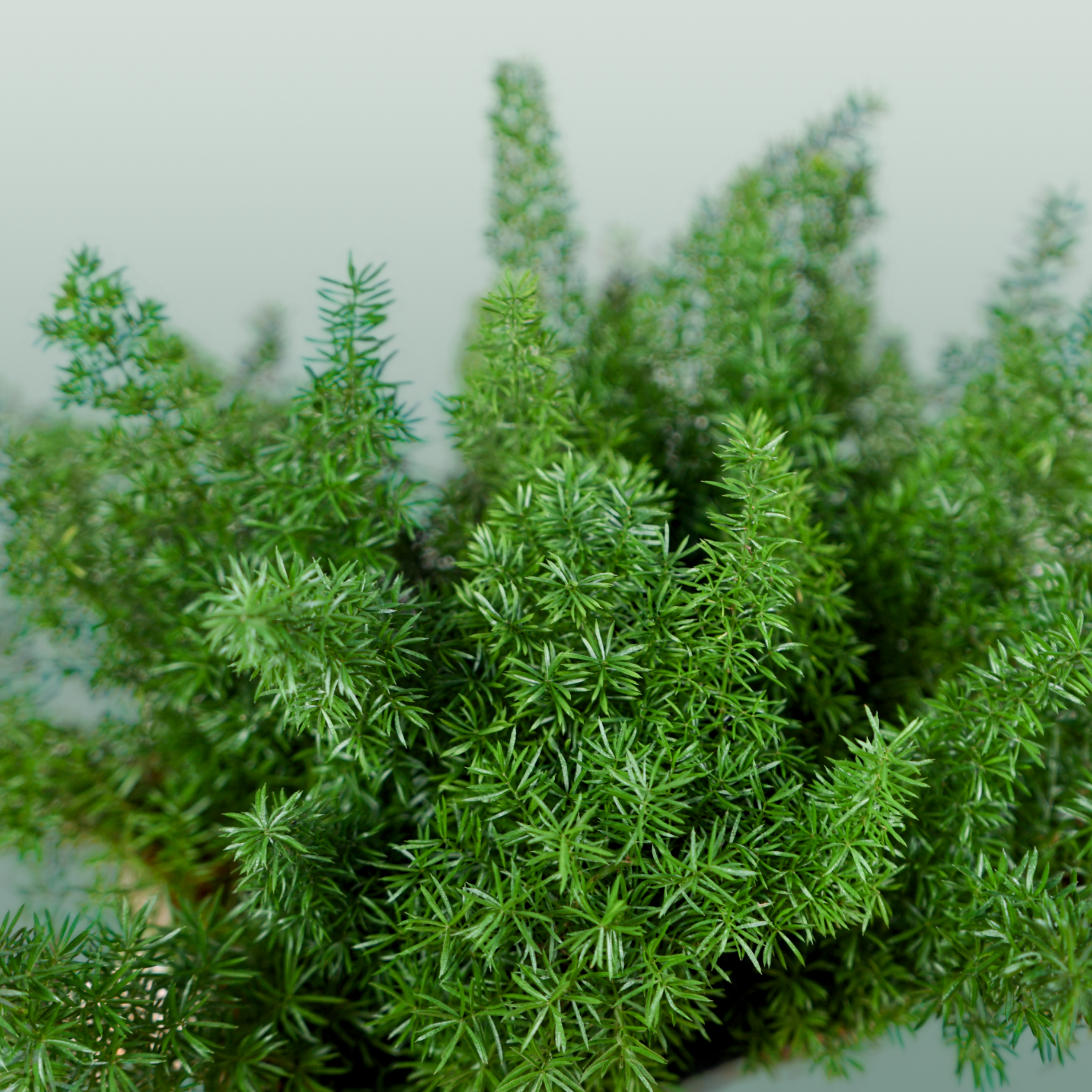 GR Asparagus Myers