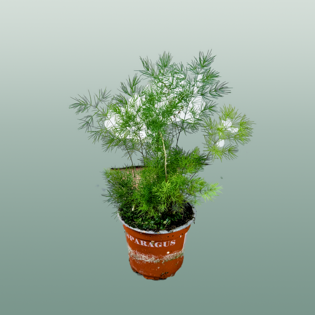Asparagus Umbellatus
