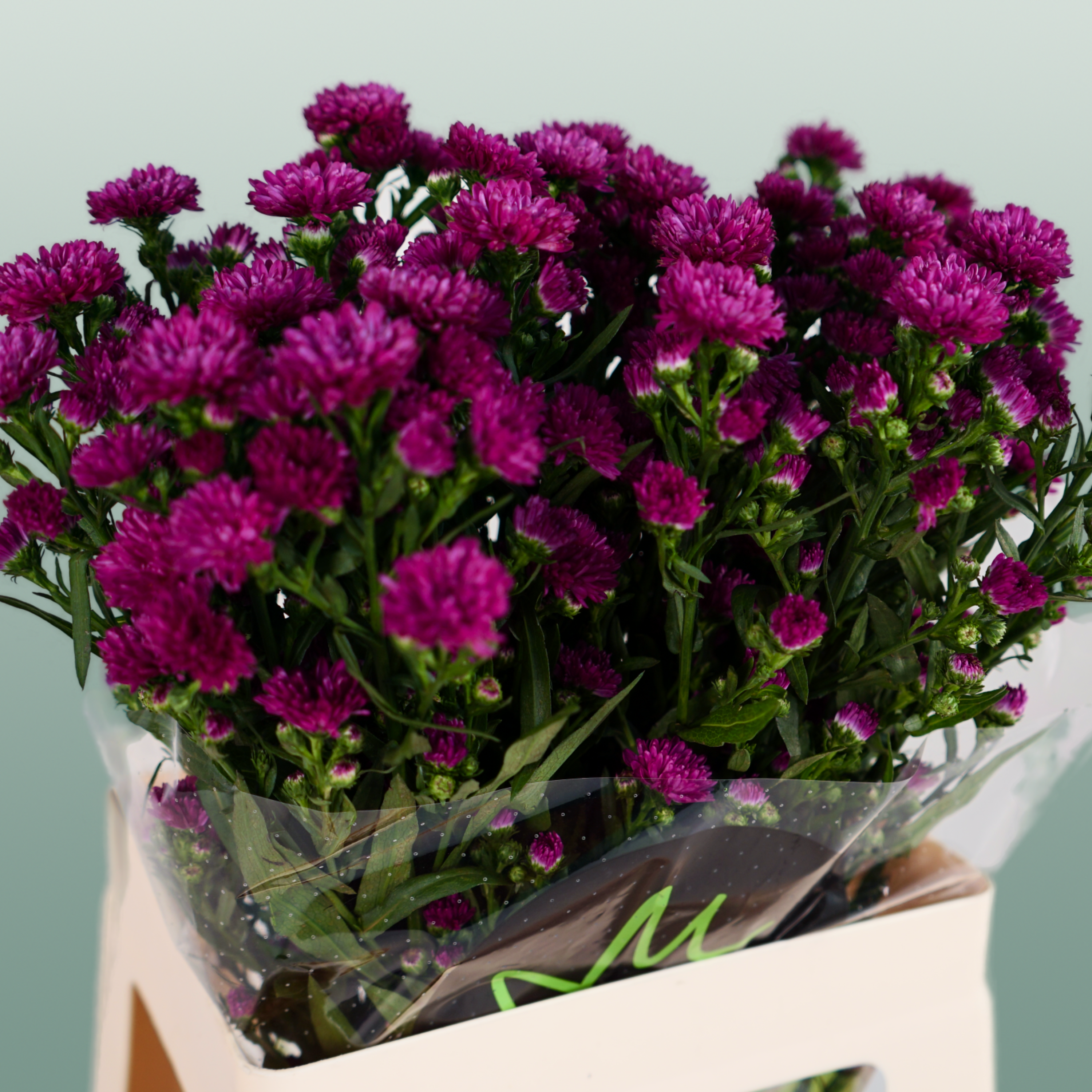 Aster Claudia