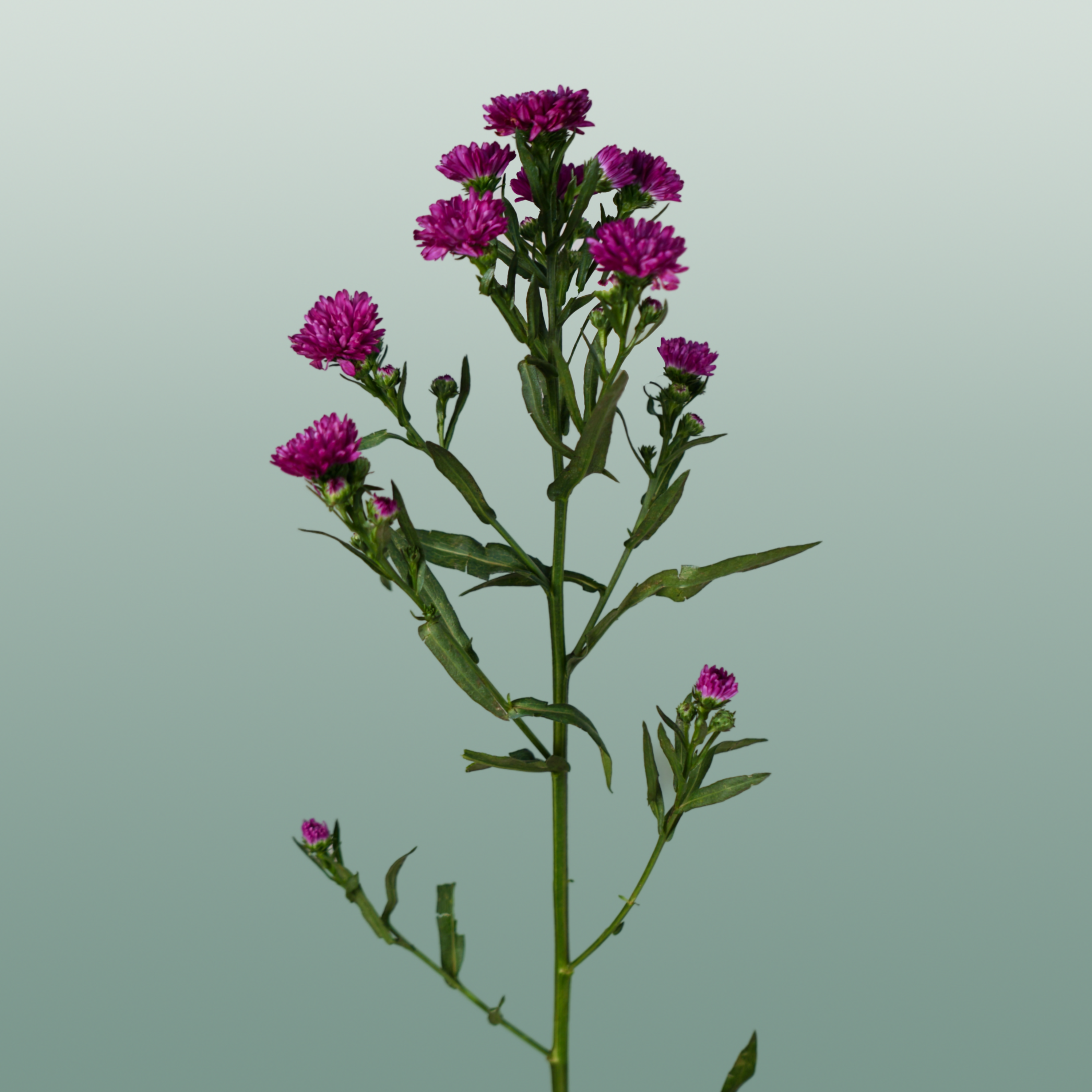 Aster Claudia