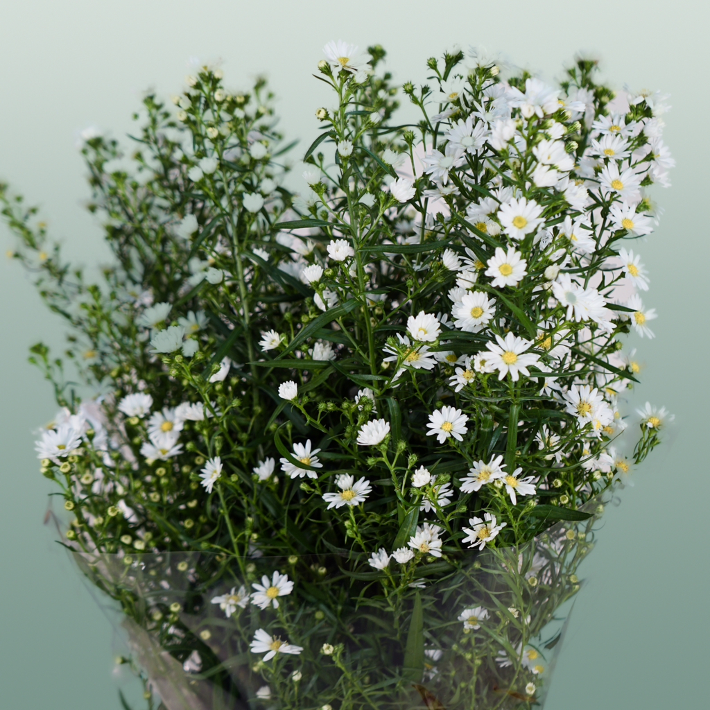 Aster Monte Casino