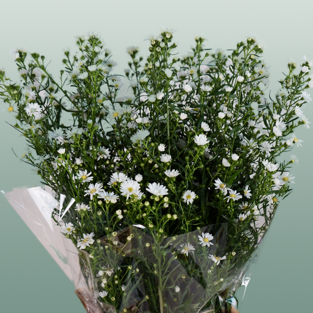 Aster Monte Casino