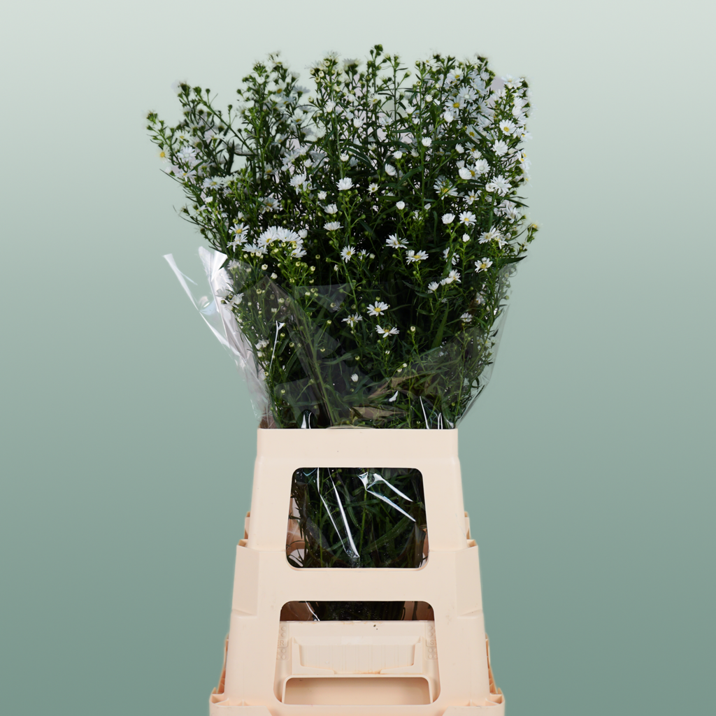 Aster Monte Casino