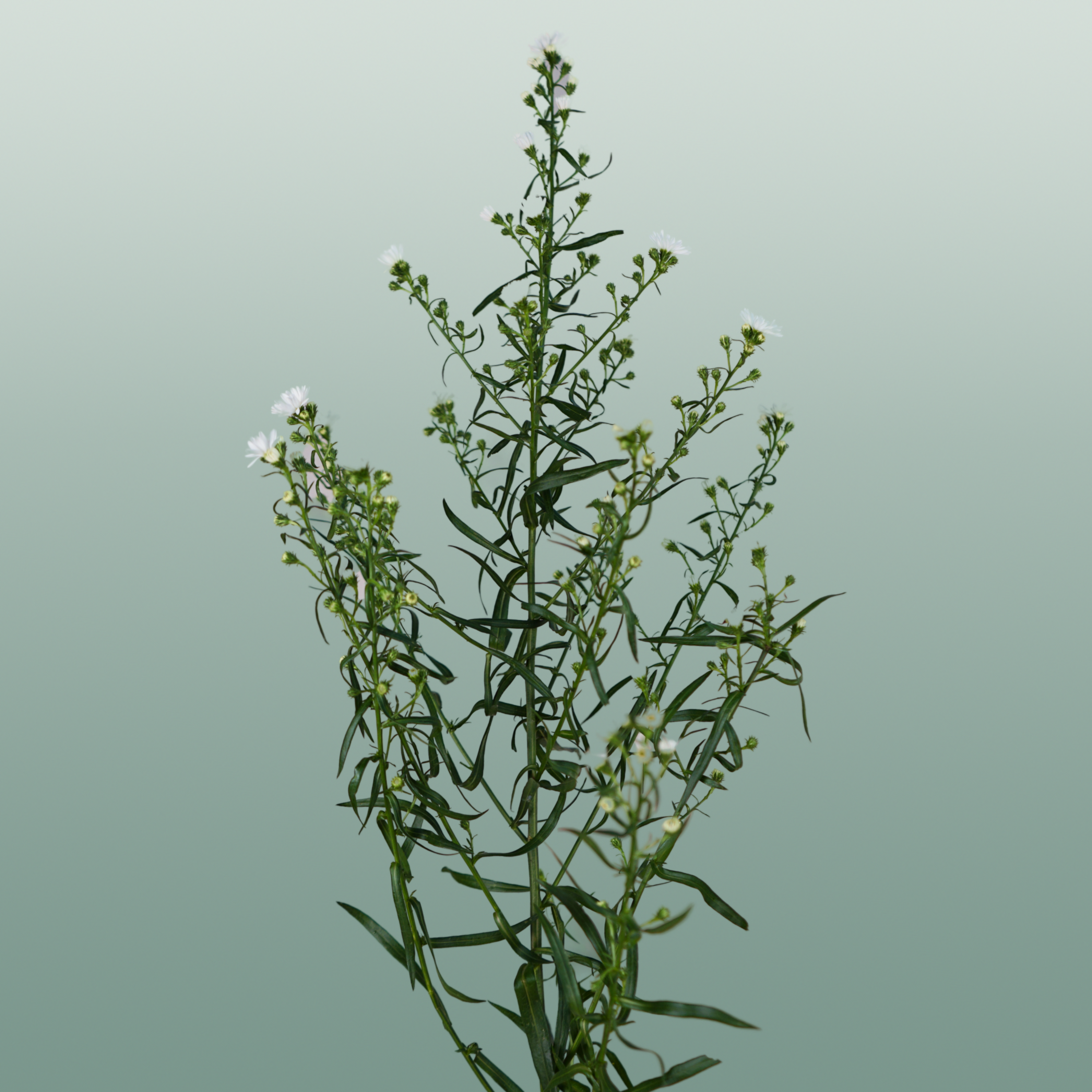 Aster Monte Casino