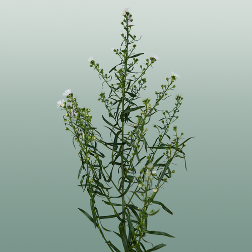 Aster Monte Casino