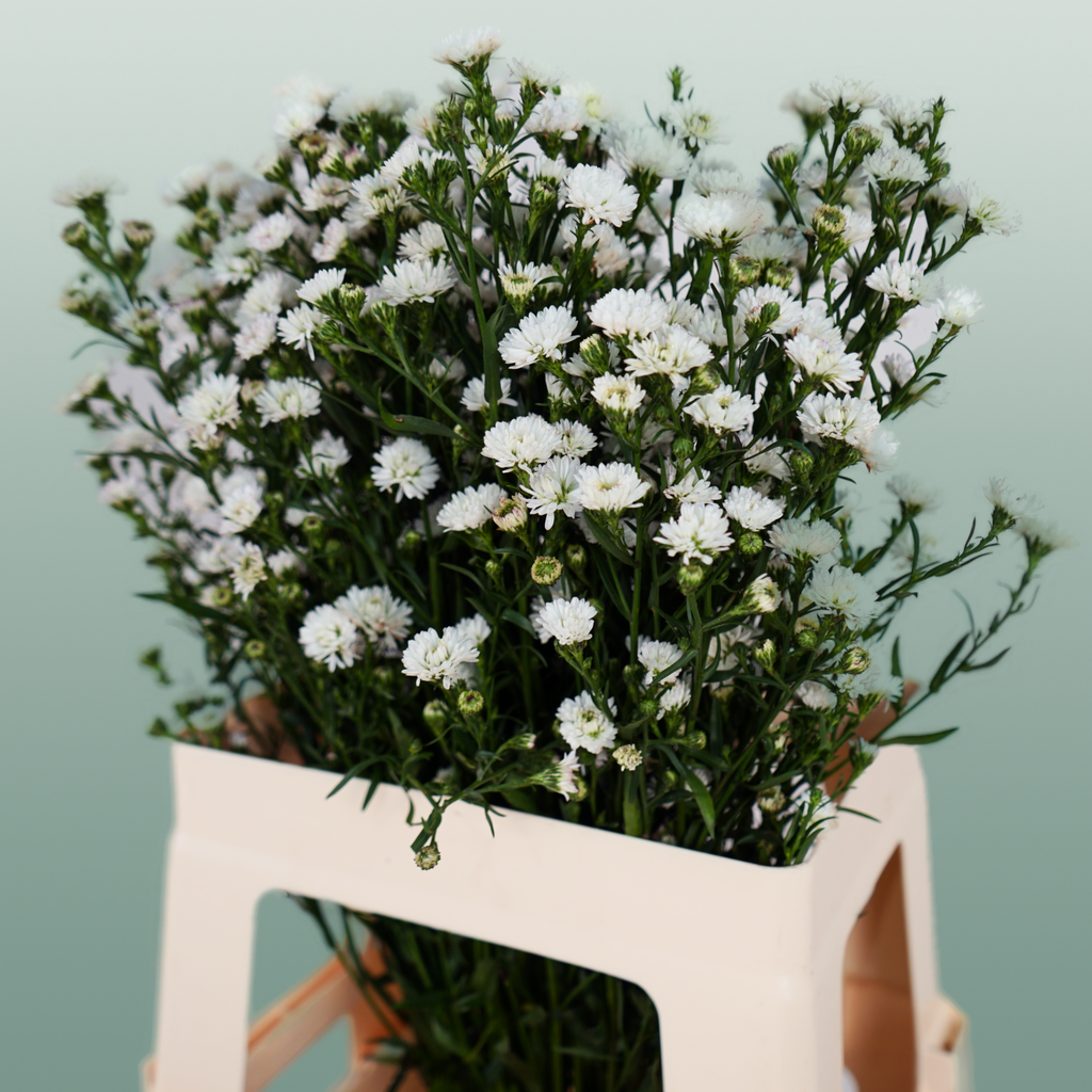 Aster White Gypsy