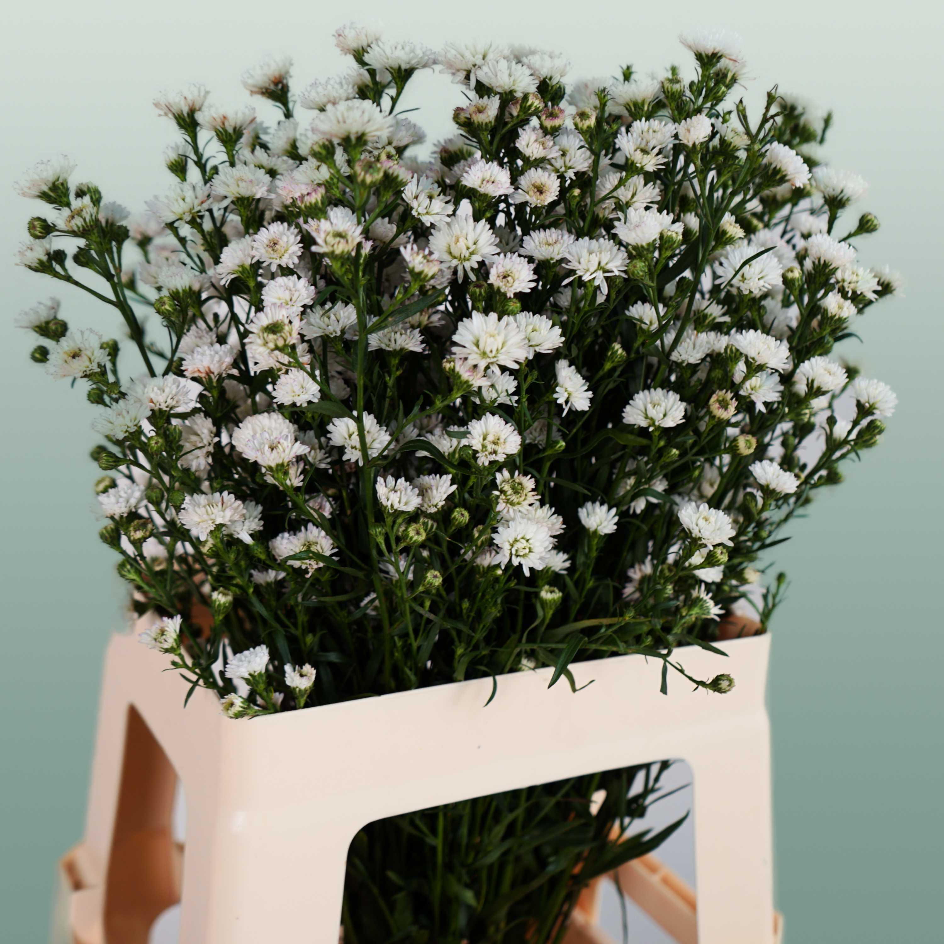 Aster White Gypsy