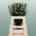 Aster White Gypsy