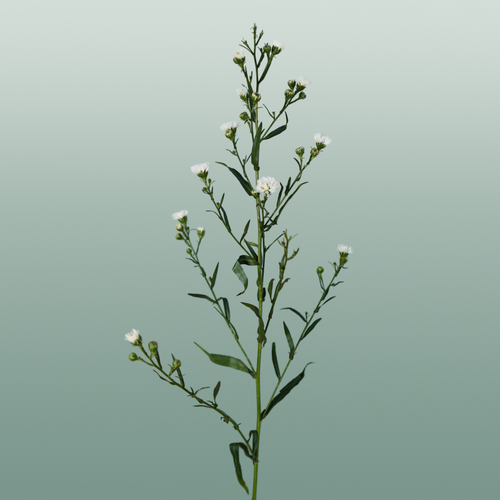 Aster White Gypsy