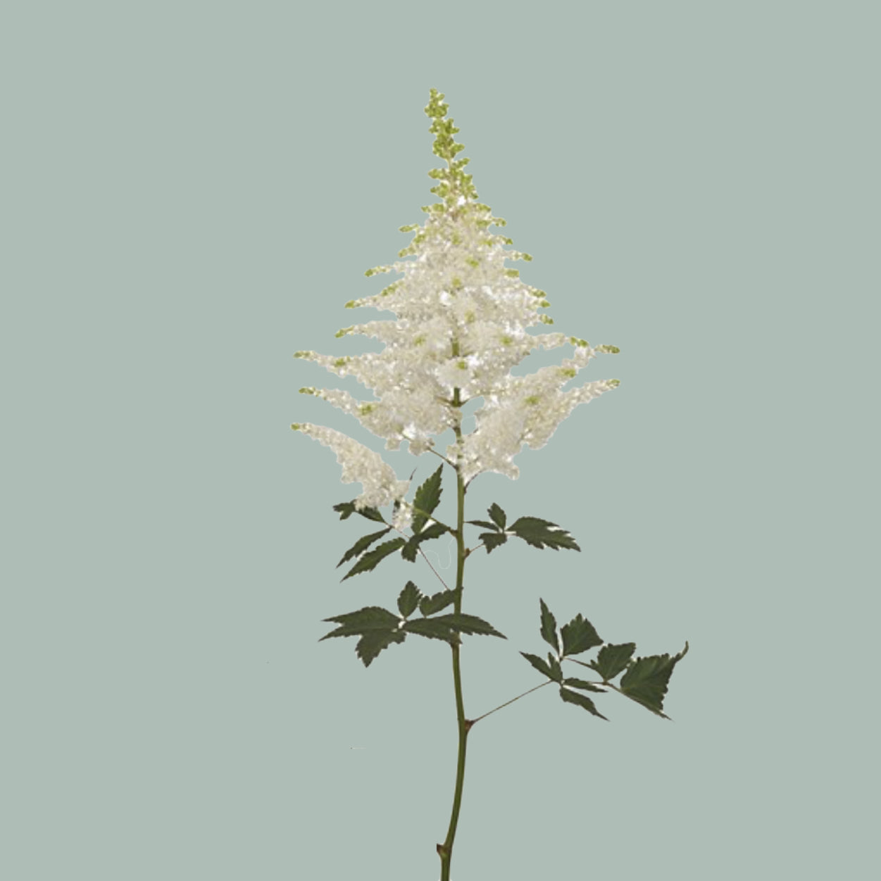 Astilbe Washington (20 Stems)