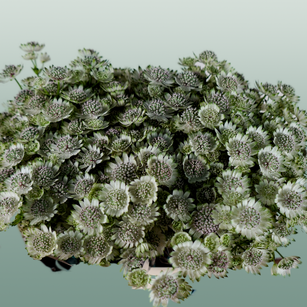 Astrantia Billion Star (50 Stems)