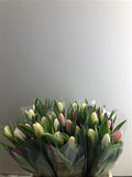 Tulip Mix Pink Wholesalers Choice