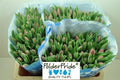Tulip Dark Pink Wholesalers Choice