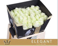 Rose Avalanche Bernhard Elegantum!