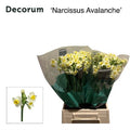 Daffodil Avalanche