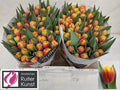 Tulip Du Cilesta