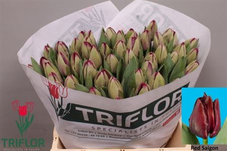 Tulip En Red Saigon