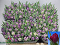 Tulip Du Python