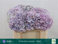 Hydrangea Macrophylla My Beautiful Primavera